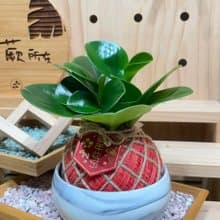 植蕨所在 圓葉椒草 水苔球 手工製作、開運植物、觀葉植物、