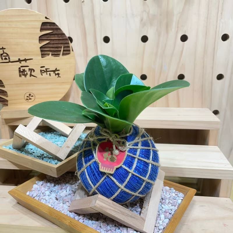 植蕨所在 圓葉椒草 水苔球 手工製作、開運植物、觀葉植物、