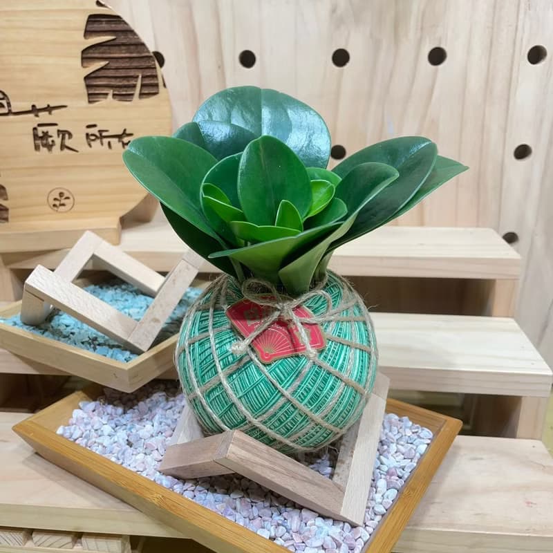植蕨所在 圓葉椒草 水苔球 手工製作、開運植物、觀葉植物、