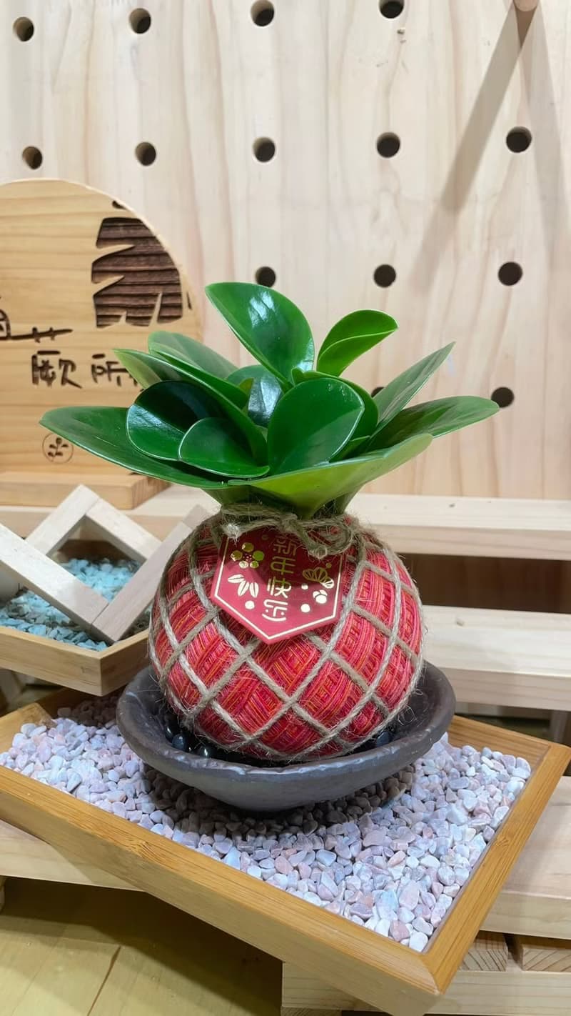 植蕨所在 圓葉椒草 水苔球 手工製作、開運植物、觀葉植物、