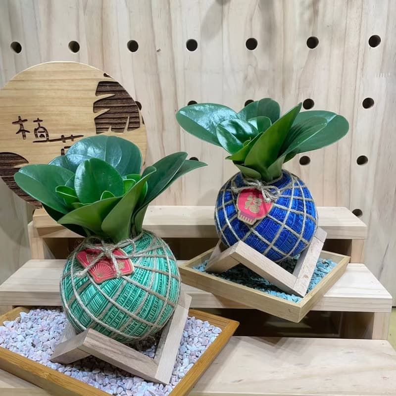 植蕨所在 圓葉椒草 水苔球 手工製作、開運植物、觀葉植物、