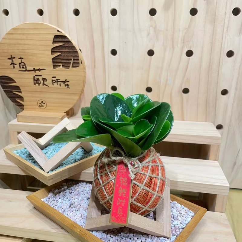 植蕨所在 圓葉椒草 水苔球 手工製作、開運植物、觀葉植物、