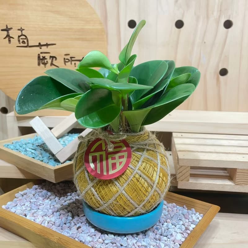 植蕨所在 圓葉椒草 水苔球 手工製作、開運植物、觀葉植物、