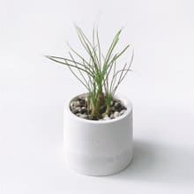 (現貨) 白灰漸層系列 | 哨兵花 開花會香喔 圓形水泥多肉植栽