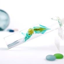 透明標本 魷魚 透抽 標本 台灣海洋生物