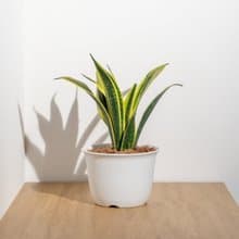 黃金虎尾蘭盆栽 落地盆栽 大盆栽 開幕送禮 喬遷禮物 植栽 盆栽
