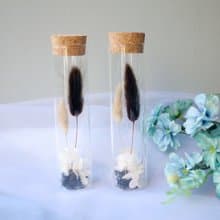 伊登花室 可可兔尾草 玻璃試管 / 單個