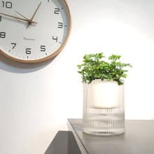 植栽 室內盆栽 福祿桐 懶人盆栽 無印風