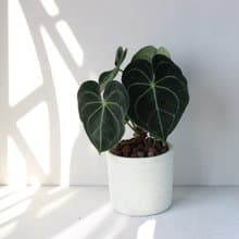 植栽 盆栽 l 圓葉花燭(大盆)  美麗迷人大葉片 室內植物 開幕盆栽