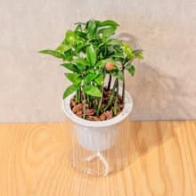 竹柏 免澆水盆栽 室內植物 觀葉植物  禮物 辦公室小物