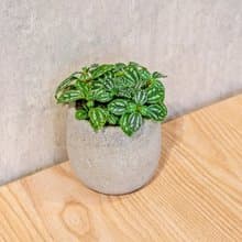 冷水花 桌上型水泥盆栽 觀葉植物 禮物 盆栽 交換禮物 辦公室小物