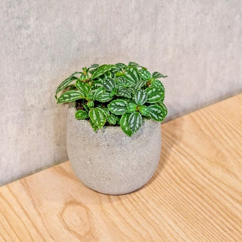 冷水花 桌上型水泥盆栽 觀葉植物 禮物 盆栽 交換禮物 辦公室小物