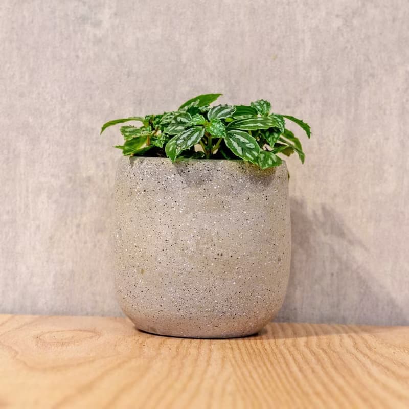冷水花 桌上型水泥盆栽 觀葉植物 禮物 盆栽 交換禮物 辦公室小物