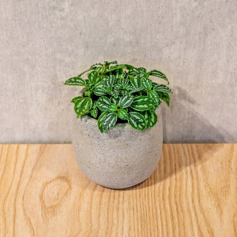 冷水花 桌上型水泥盆栽 觀葉植物 禮物 盆栽 交換禮物 辦公室小物