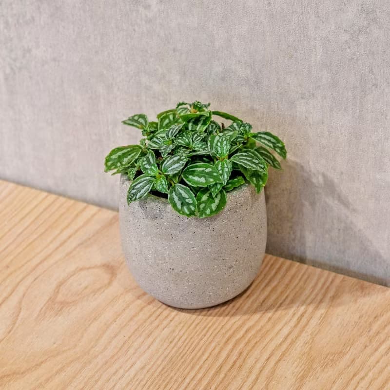冷水花 桌上型水泥盆栽 觀葉植物 禮物 盆栽 交換禮物 辦公室小物