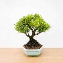 小品盆栽・雀舌黃楊・ヒメツゲ