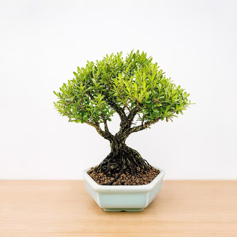 小品盆栽・雀舌黃楊・ヒメツゲ