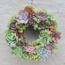 【荳荳多肉】【小花圈聖誕花圈】喬遷│送禮│升遷│多肉植物