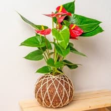 火鶴大苔球 苔球植物 苔玉 室內植物 辦公室植物 交換禮物