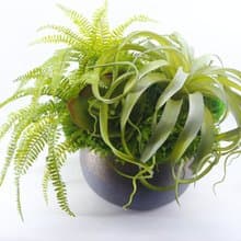 特級擬真空鳳羊齒蕨盆栽 免運專人配送限雙北市 其餘地區需補運費