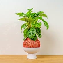 苔球植物 綠豹竹芋粉橘苔球加磨砂高腳缽 苔球 苔玉 禮物 送禮