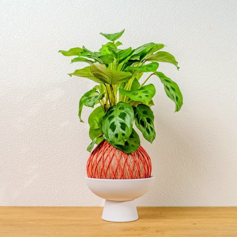 苔球植物 綠豹竹芋粉橘苔球加磨砂高腳缽 苔球 苔玉 禮物 送禮