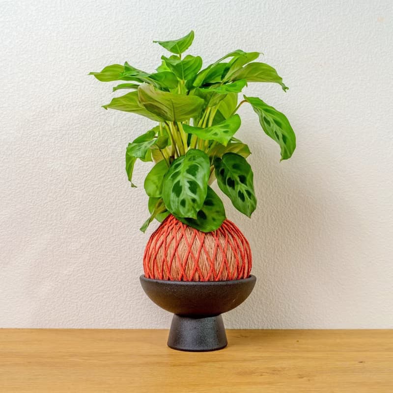 苔球植物 綠豹竹芋粉橘苔球加磨砂高腳缽 苔球 苔玉 禮物 送禮
