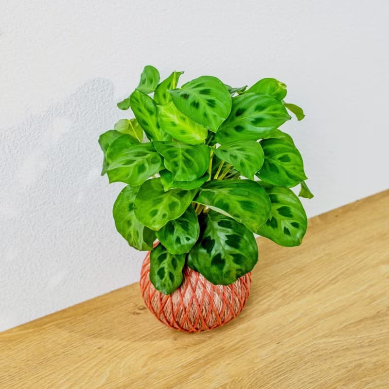 苔球植物 綠豹竹芋粉橘苔球加磨砂高腳缽 苔球 苔玉 禮物 送禮