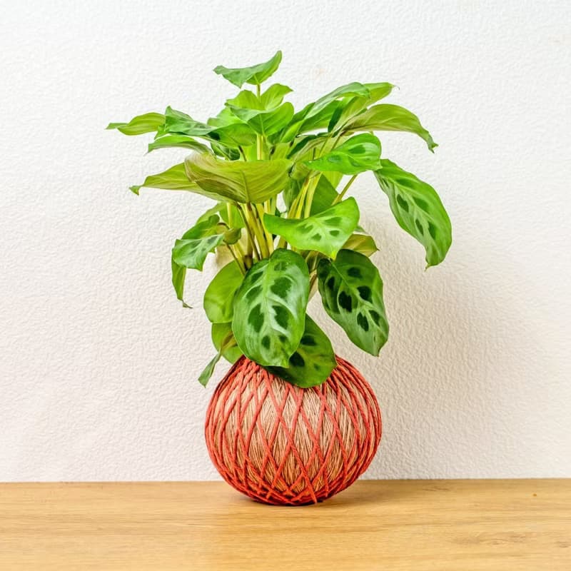 苔球植物 綠豹竹芋粉橘苔球加磨砂高腳缽 苔球 苔玉 禮物 送禮