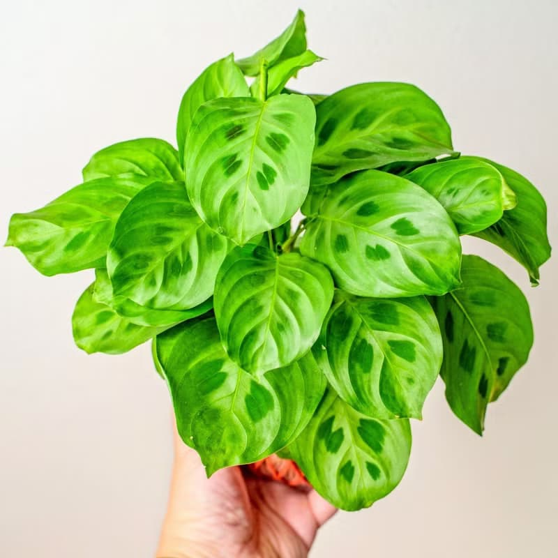 苔球植物 綠豹竹芋粉橘苔球加磨砂高腳缽 苔球 苔玉 禮物 送禮