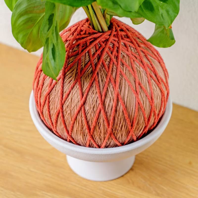 苔球植物 綠豹竹芋粉橘苔球加磨砂高腳缽 苔球 苔玉 禮物 送禮