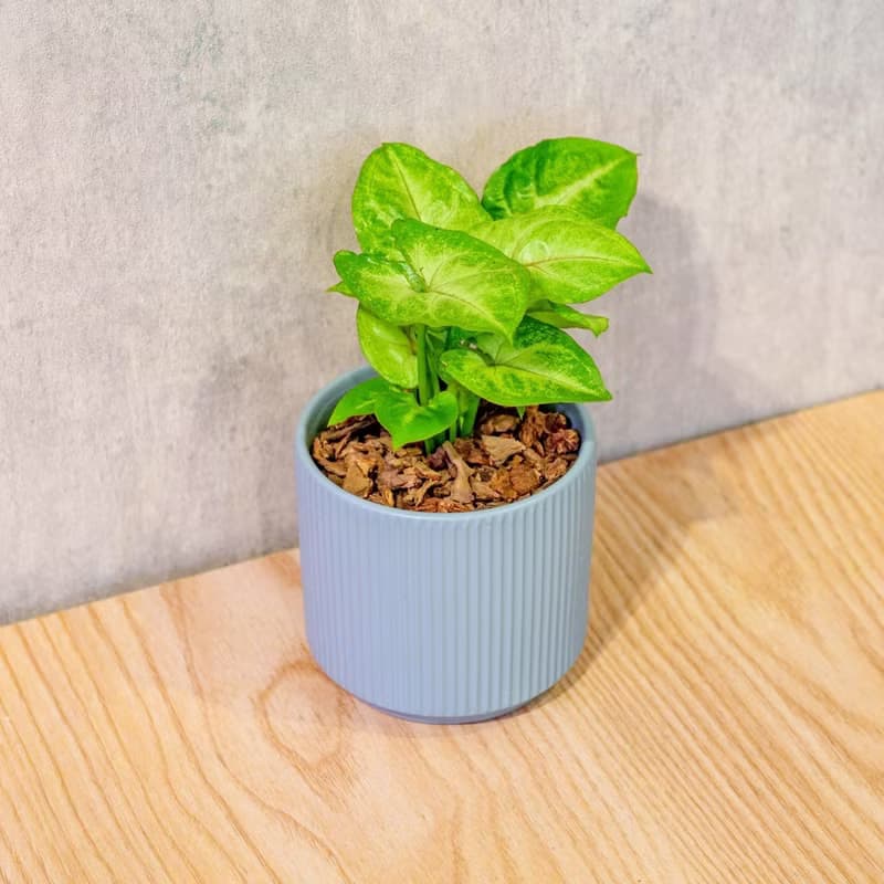 金玉合果芋 莫蘭迪色系直紋陶盆 室內植物 觀葉植物 禮物 盆栽