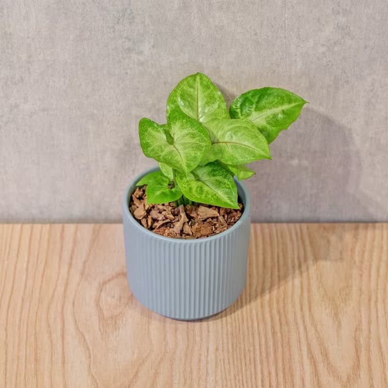 金玉合果芋 莫蘭迪色系直紋陶盆 室內植物 觀葉植物 禮物 盆栽