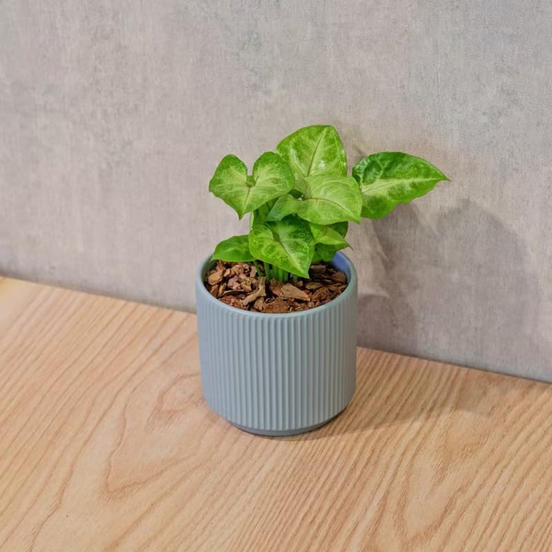 金玉合果芋 莫蘭迪色系直紋陶盆 室內植物 觀葉植物 禮物 盆栽