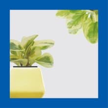 │ 方盆系列 │ 乳斑椒草 - 空氣淨化 招財 水耕植物 懶人盆栽