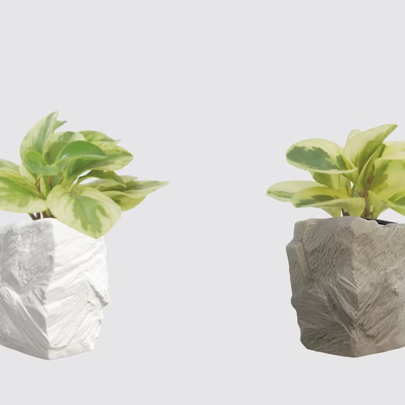 │ 方盆系列 │ 乳斑椒草 - 空氣淨化 招財 水耕植物 懶人盆栽