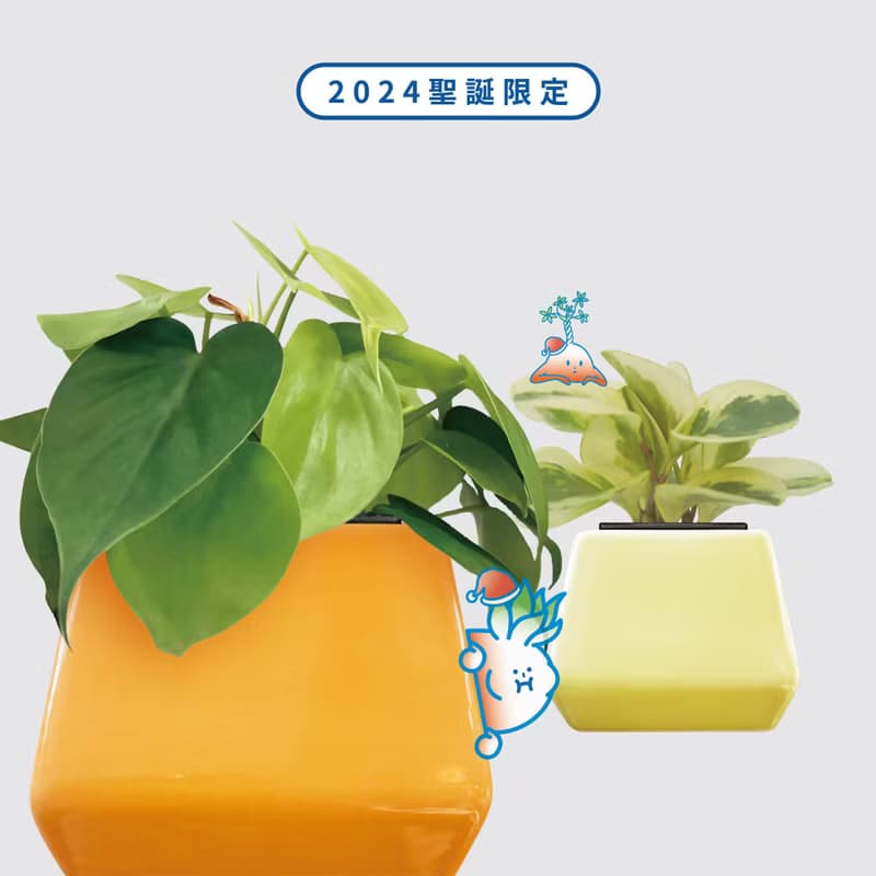 │ 方盆系列 │ 乳斑椒草 - 空氣淨化 招財 水耕植物 懶人盆栽