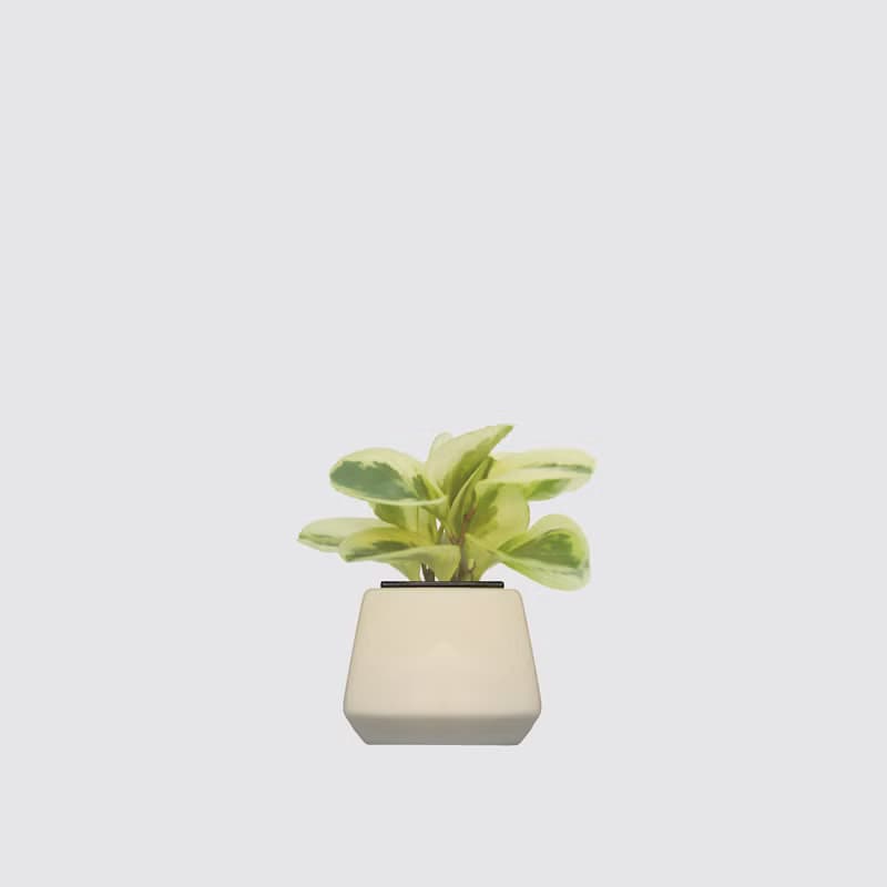 │ 方盆系列 │ 乳斑椒草 - 空氣淨化 招財 水耕植物 懶人盆栽
