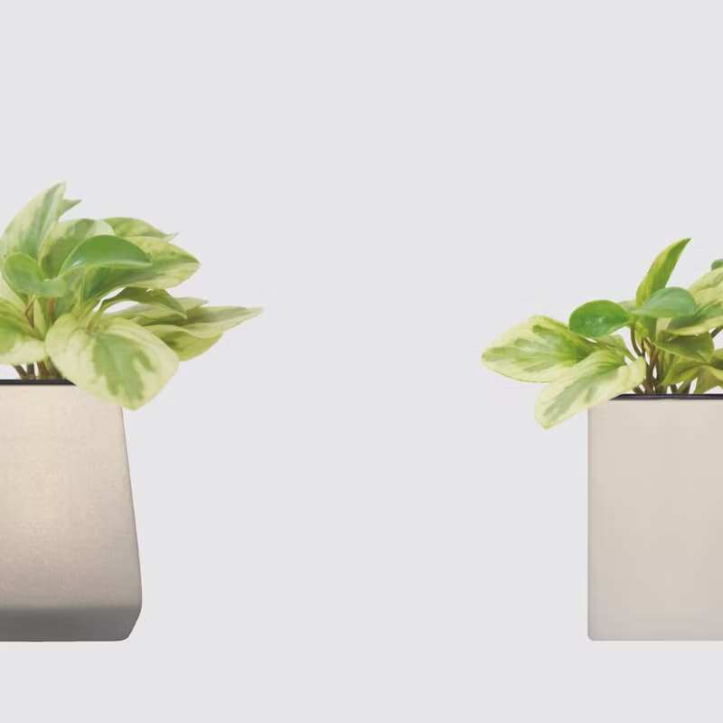 │ 方盆系列 │ 乳斑椒草 - 空氣淨化 招財 水耕植物 懶人盆栽