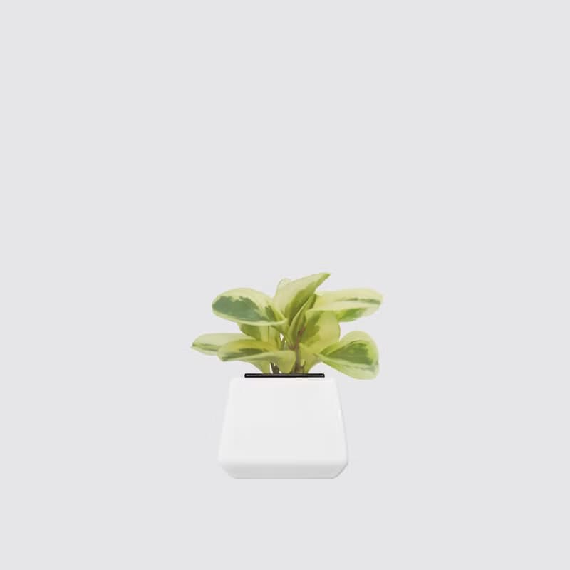 │ 方盆系列 │ 乳斑椒草 - 空氣淨化 招財 水耕植物 懶人盆栽