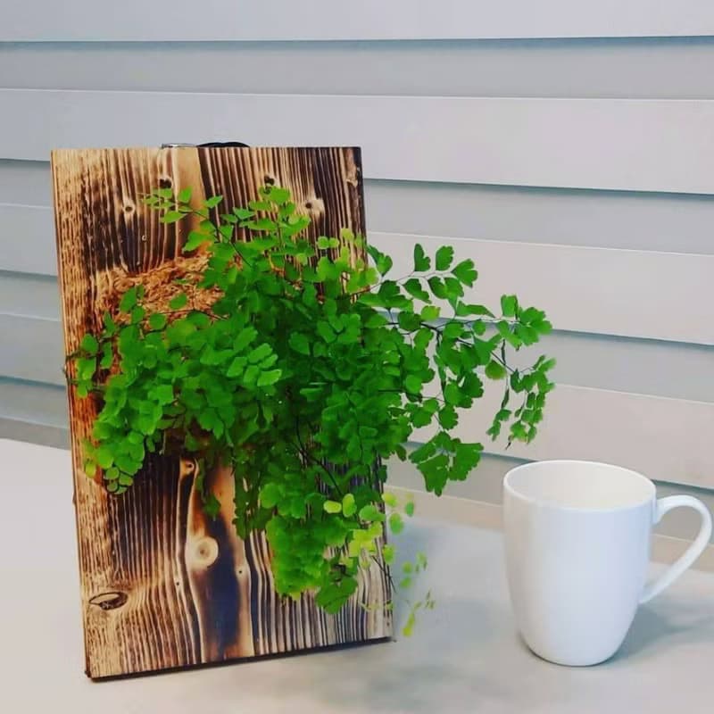 【苔療癒】植物上板/板植/禮物/觀葉植物/鹿角蕨