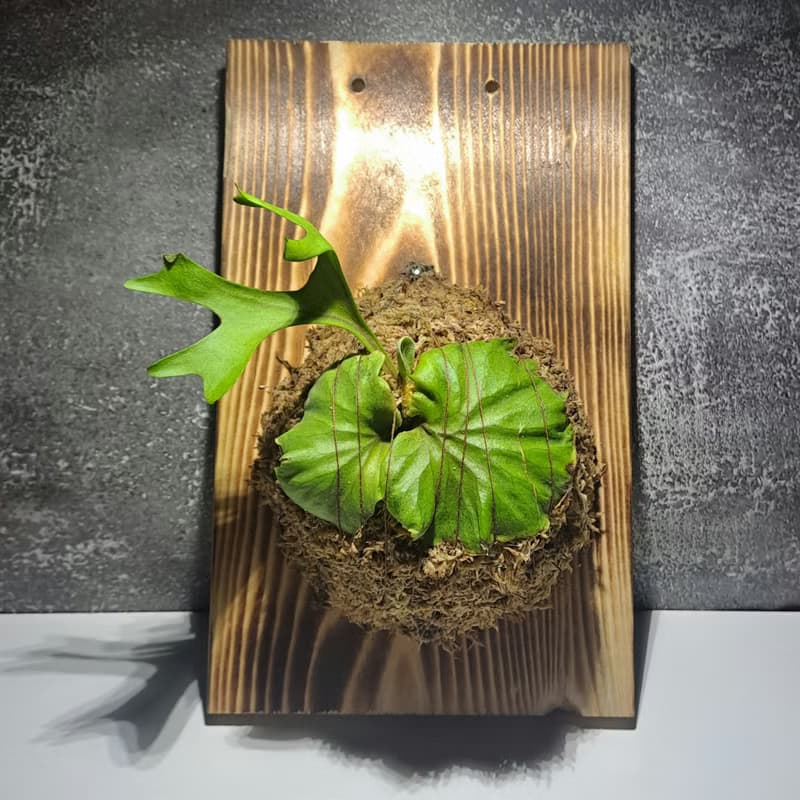 【苔療癒】植物上板/板植/禮物/觀葉植物/鹿角蕨