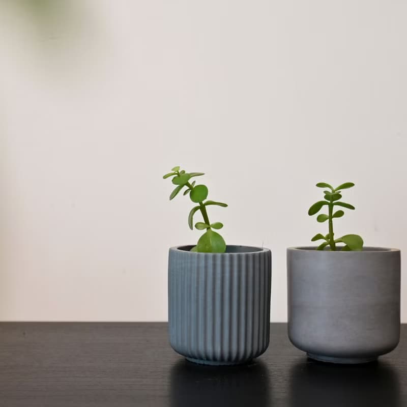 多肉植物水泥盆栽/多肉/植栽/水泥盆/泥作盆栽/盆器/花器/水泥