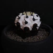 黑王丸(小)/仿生植物/塊根/居家擺飾/水泥飾品