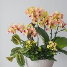 三色鳥蘭花盆栽 | 榮升 | 開幕送禮 | 居家佈置