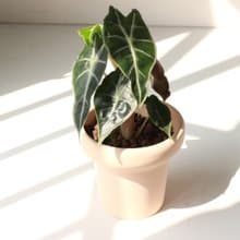 植栽 盆栽 l 黑葉觀音蓮  室內植物 辦公室盆栽 桌上型盆栽
