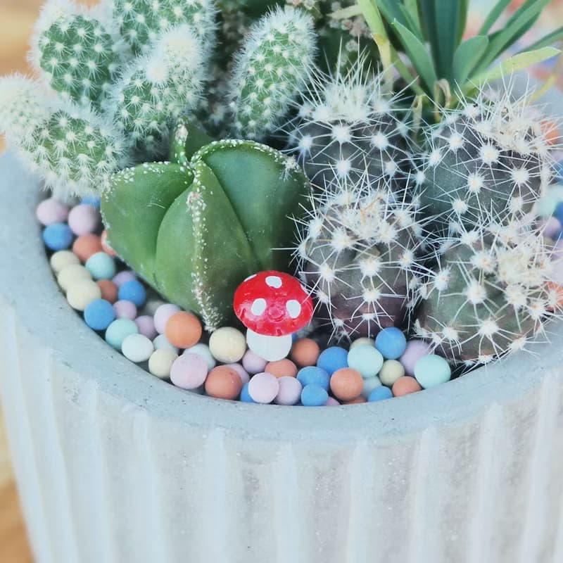 【荳荳多肉】【彩色陶粒】喬遷│送禮│升遷│多肉植物