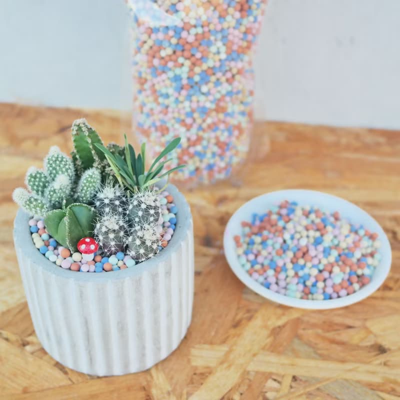 【荳荳多肉】【彩色陶粒】喬遷│送禮│升遷│多肉植物