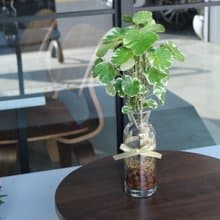 水培植栽│班葉圓葉福祿桐_室內植物 辦公室盆栽 店內布置