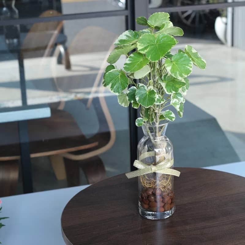水培植栽│班葉圓葉福祿桐_室內植物 辦公室盆栽 店內布置